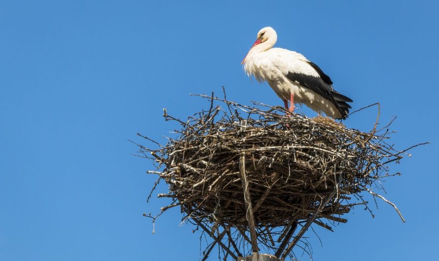 Les cigognes alsaciennes se portent bien