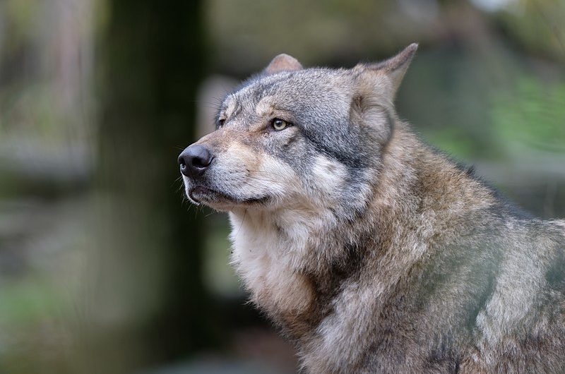 Le retour du loup
