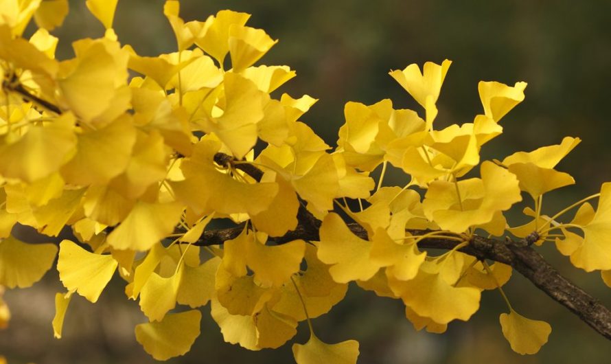 Votez pour le Ginkgo strasbourgeois !